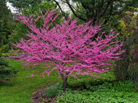 Redbud (redbud blume) samen for anpflanzung in home garten
