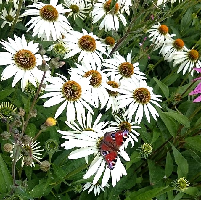 Weiß Coneflower Echinacea Samen Weiß Blüten