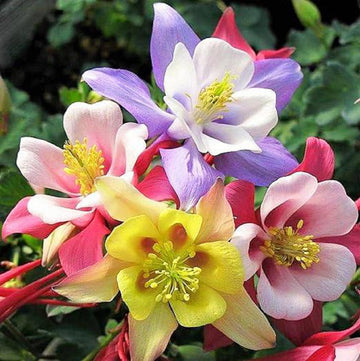 Multicolored (multicolored columbine) samen for anpflanzung in home garten