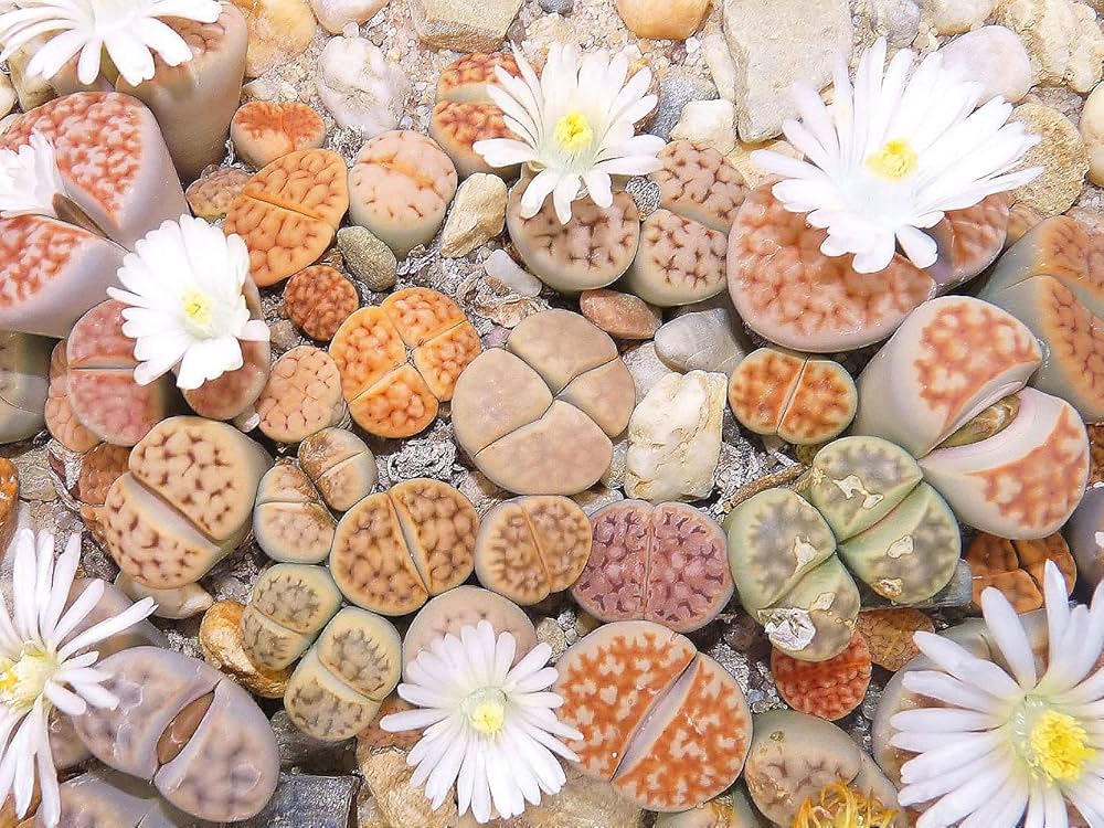 Lithops tetragonia blau stone succulent samen