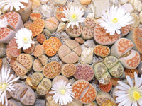 Lithops tetragonia blau stone succulent samen