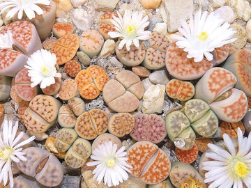 Lithops tetragonia blau stone succulent samen