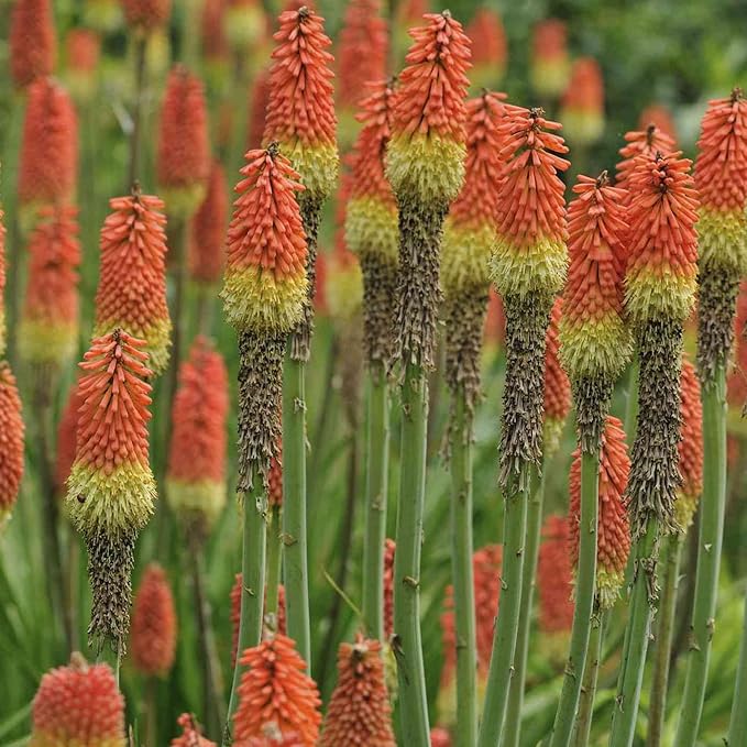 Torch Lilie Rot Hot Poker Samen leuchtend Garten Blüten