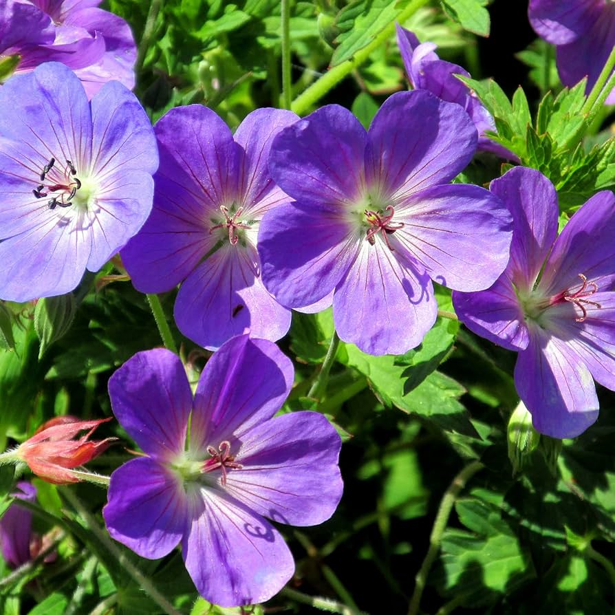 selten Lila Geranie Pelargonium Peltatum Samen