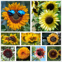 Sunflower mix samen for colorful summer blooms