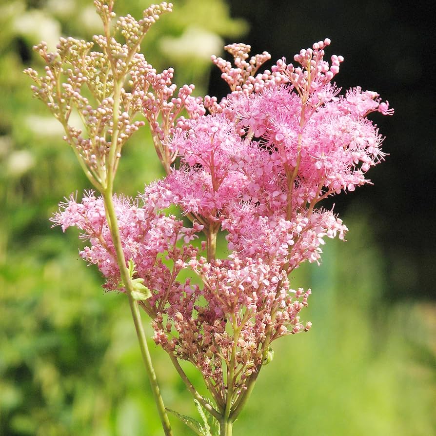 Queen the Prairie Wildblume Samen Native Garten Schönheit