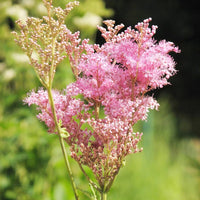 Queen the Prairie Wildblume Samen Native Garten Schönheit