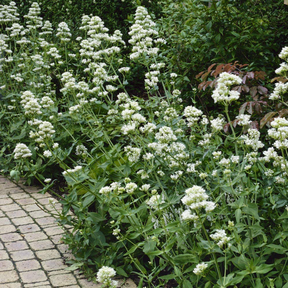 Weiß Jupiter’s Beard Samen – Centranthus mehrjährig Blumen Pollinators