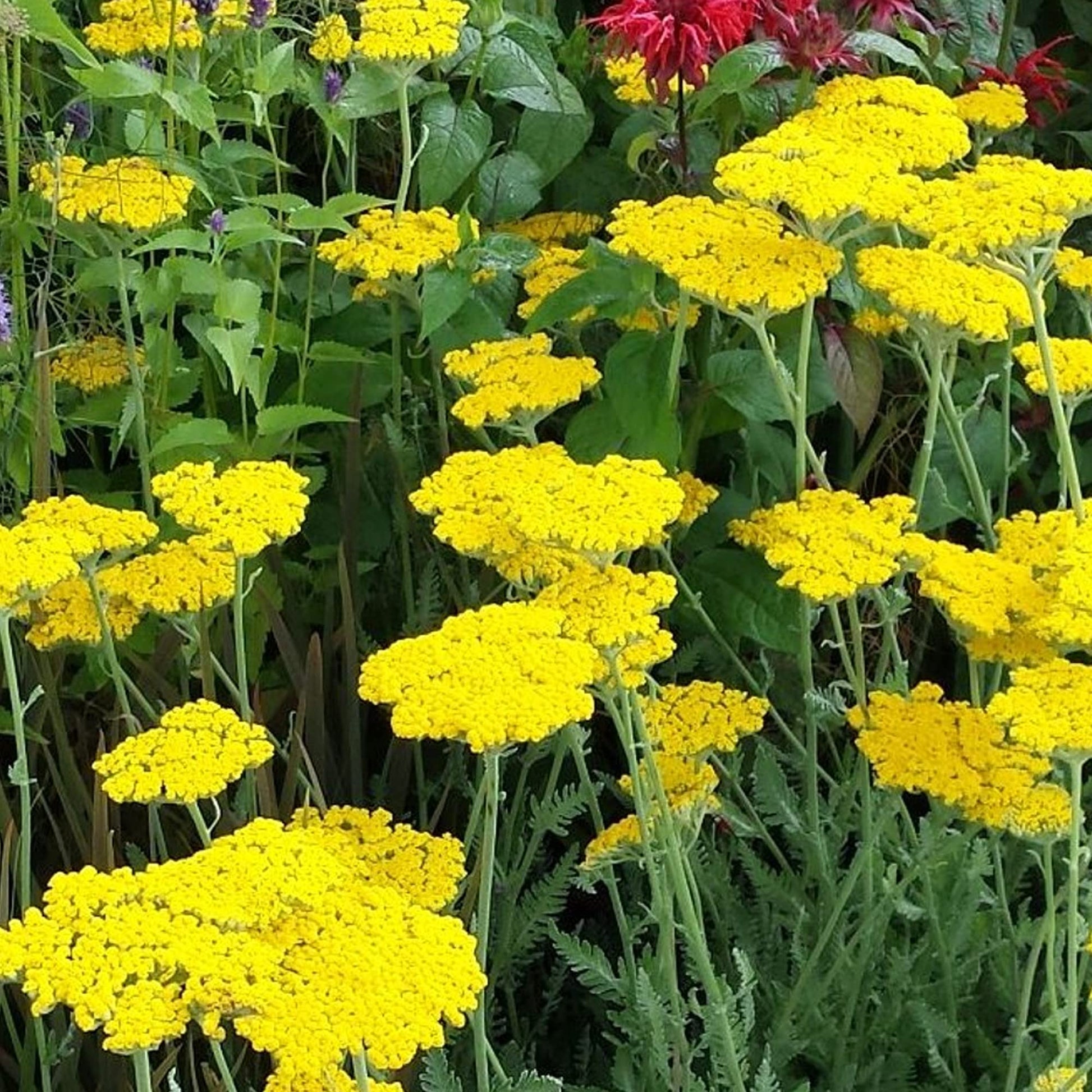 Yarrow Achillea millefolium Blumensamen zur Aussaat