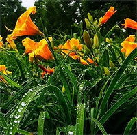 Fresh rare hybrid daylily samen for indoor bonsai and garten pflanzen