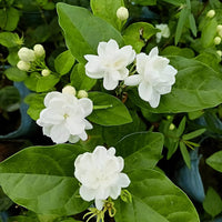Jasmine jasminum sambac samen for anpflanzung in home garten