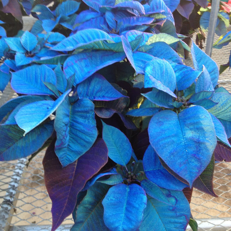 Deep (deep blau) samen for anpflanzung in home garten