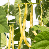 Gelb Bean Gemüse Samen zum Pflanzen