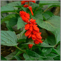 Rose Salvia Vista Samen zur Aussaat Haus Blume Beds Urban Gärten