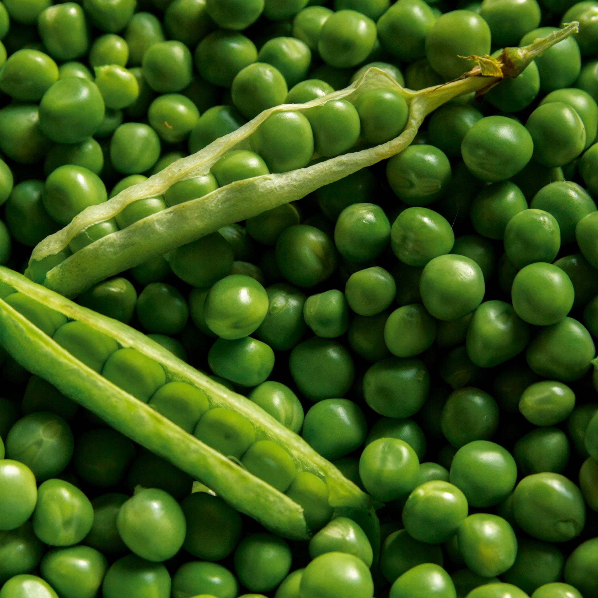 Green Pisum Gemüse Samen zum Pflanzen