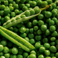 Green Pisum Gemüse Samen zum Pflanzen