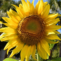 Sunflower helianthus annuus samen for tall, bright blooms
