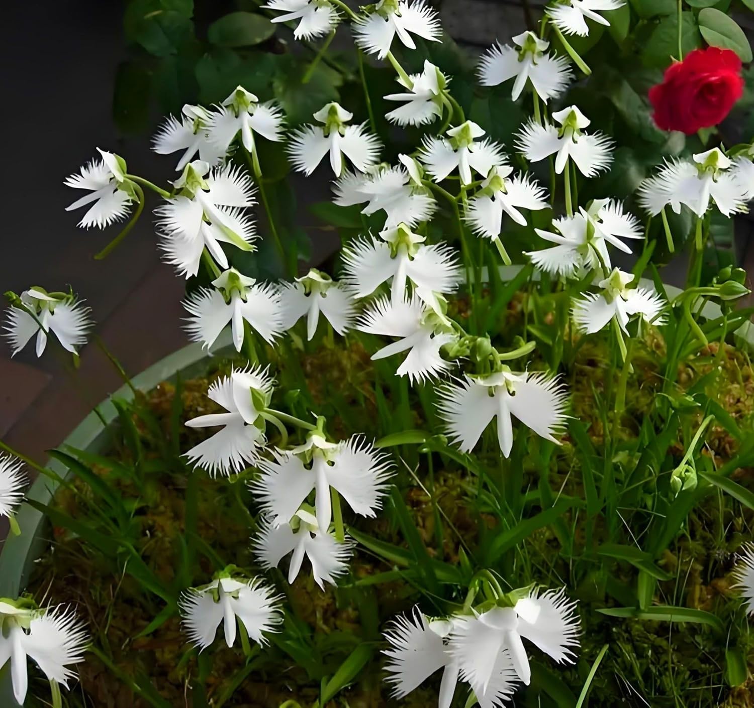Egret Orchidee Samen zur Aussaat Create a Garten Schau