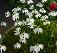 Egret Orchidee Samen zur Aussaat Create a Garten Schau