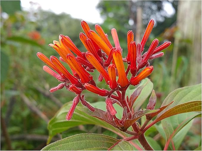 Hamelia patens firebush exotic orange blumen samen for tropical gardens