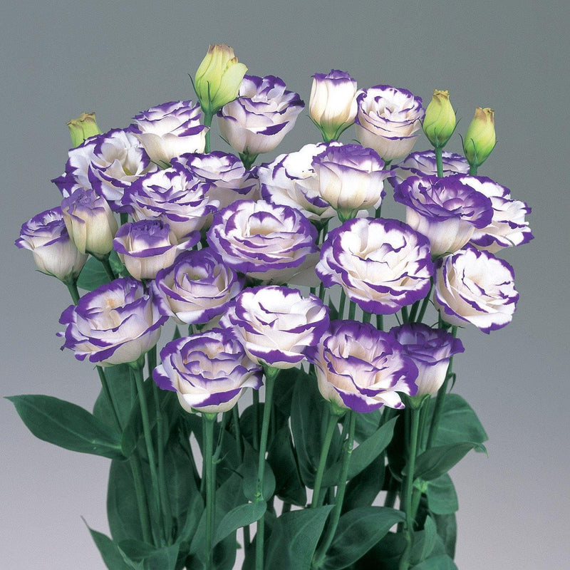 Blau Lisianthus Blumensamen zur Aussaat Anzucht Traditionssorte & ohne Gentechnik Samen Hausgarten