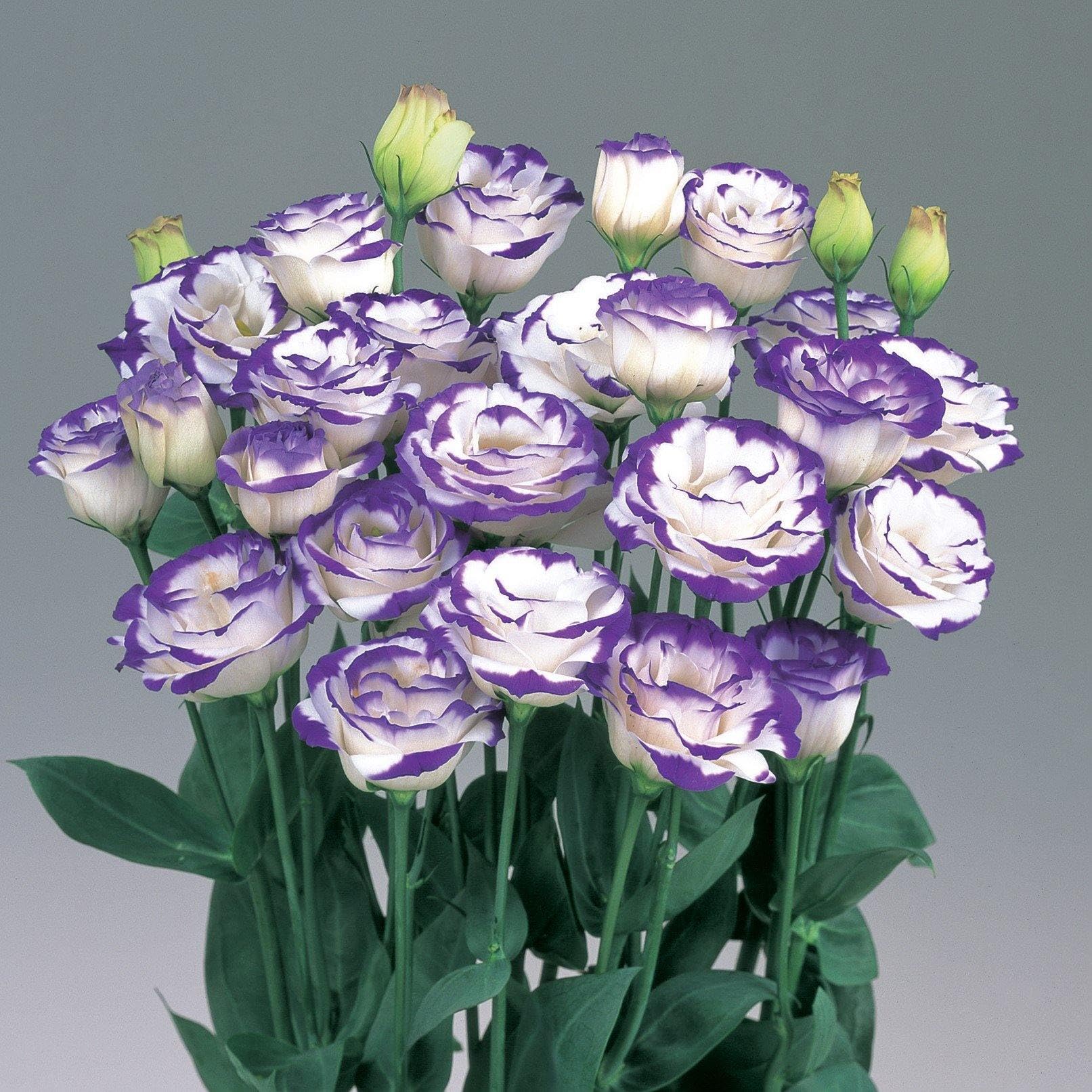 Blau und Weiß Lisianthus Blumensamen zur Aussaat