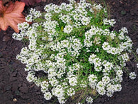 Lobularia Blumensamen zur Aussaat Halbschatten verträglich Traditionssorte & ohne Gentechnik Samen Hausgarten