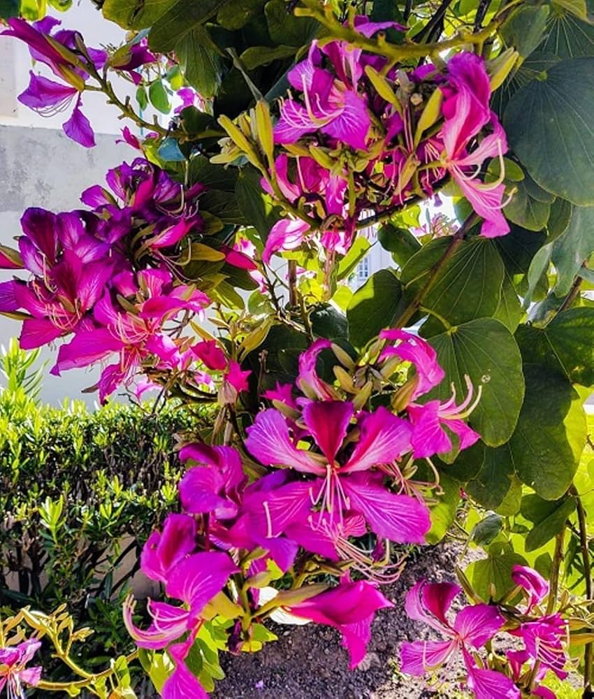 dunkel Rosa Schmetterlingsorchidee Orchidee Blumensamen Blumensamen zur Aussaat Anzucht Traditionssorte & ohne Gentechnik Samen Hausgarten