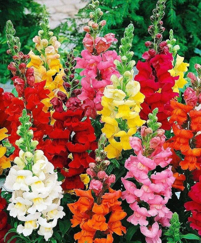 Snapdragon blume samen for anpflanzung colorful display heirloom & gmo free samen for home garten 
 
 sale for anpflanzung in home garten