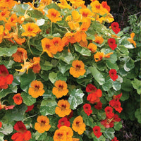 Gemischt Tropaeolum Majus Blumensamen zur Aussaat – pflegeleicht Traditionssorte & ohne Gentechnik Samen Hausgarten