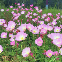 Rosa EveningScented Hausgarten Blumensamen zur Aussaat leuchtend Traditionssorte & ohne Gentechnik Samen Hausgarten