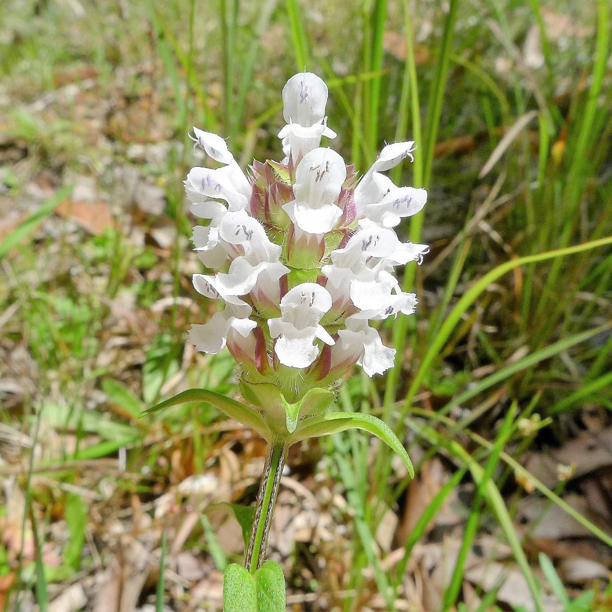 Prunella vulgaris Gemischt Blumensamen zur Aussaat