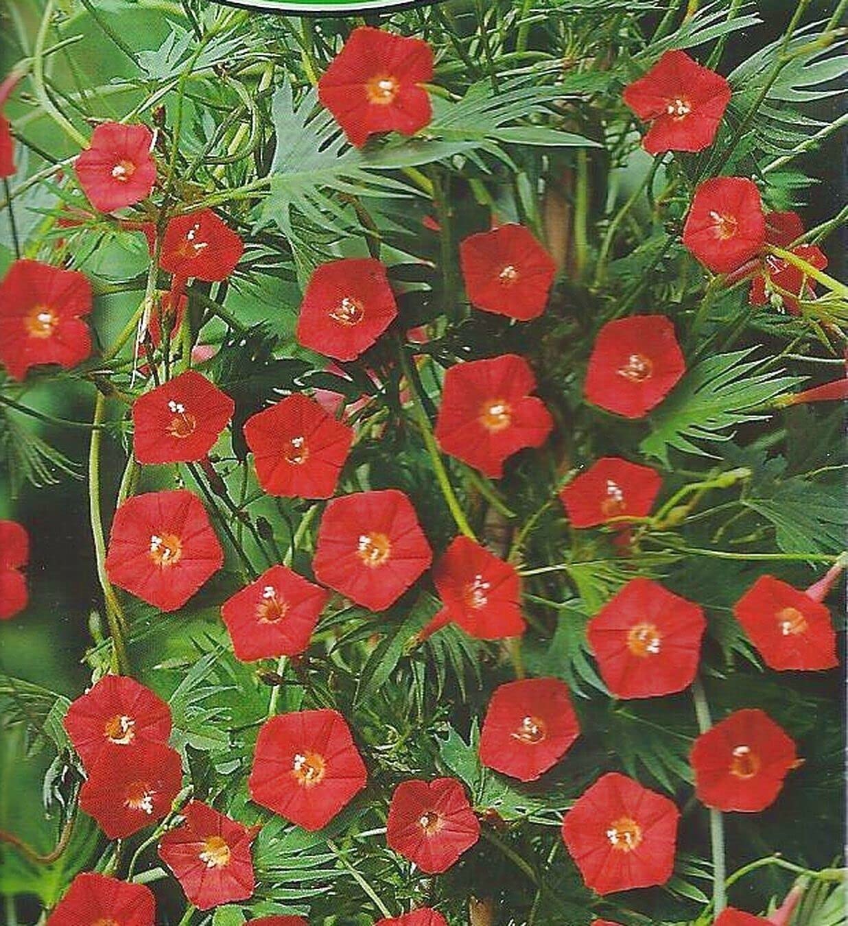 Cardinal Climber Blumensamen – Fast-Growing Rot blühend Vines