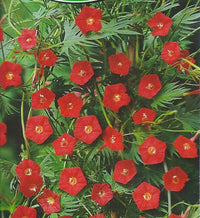 Cardinal Climber Blumensamen – Fast-Growing Rot blühend Vines