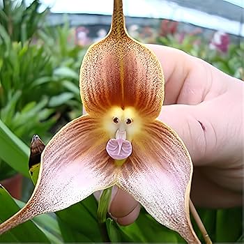 Nema Italian Orchis Monkey Blume SeedsLavender zur Aussaat Garten beliebt Traditionssorte & ohne Gentechnik Samen Hausgarten