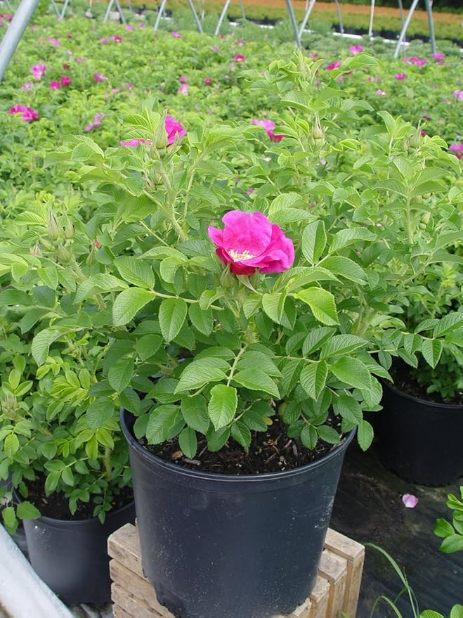 Rosa Rugosa Rosa Rose Samen