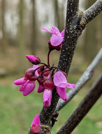 Eastern redbud cercis canadensis samen for anpflanzung in flowering garten