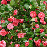 Kamelie Samen zur Aussaat Hausgarten Blume Beet