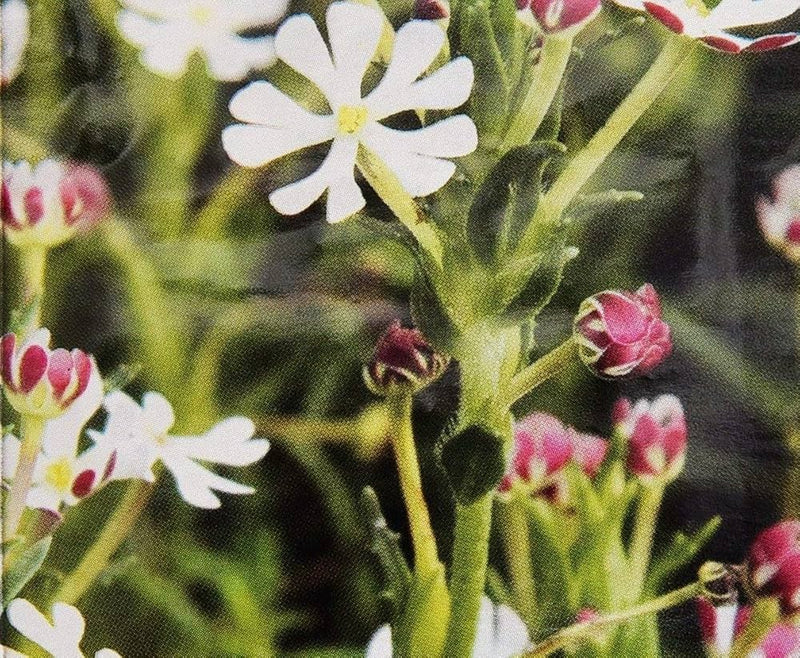 Night blooming zaluzianskya phlox blume samen