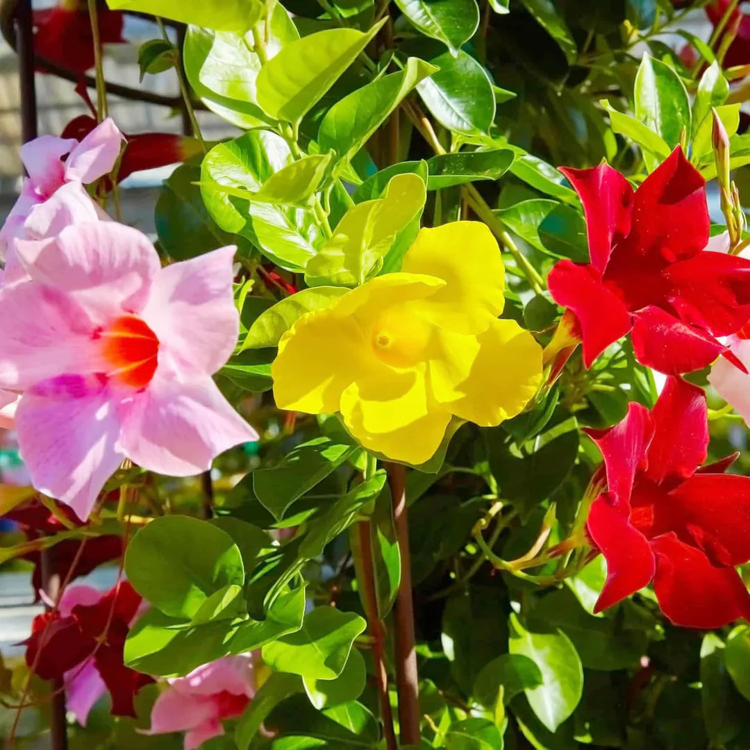 Gemischt Mandevilla Sanderi Blumensamen zur Aussaat Traditionssorte und ohne Gentechnik Samen Hausgarten leuchtend Blüten