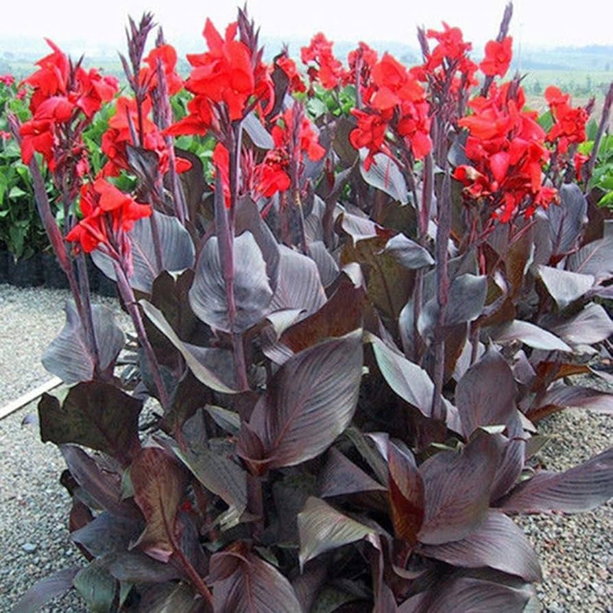 Canna Blumensamen zur Aussaat lang Blüte Saison Traditionssorte & ohne Gentechnik Samen Hausgarten