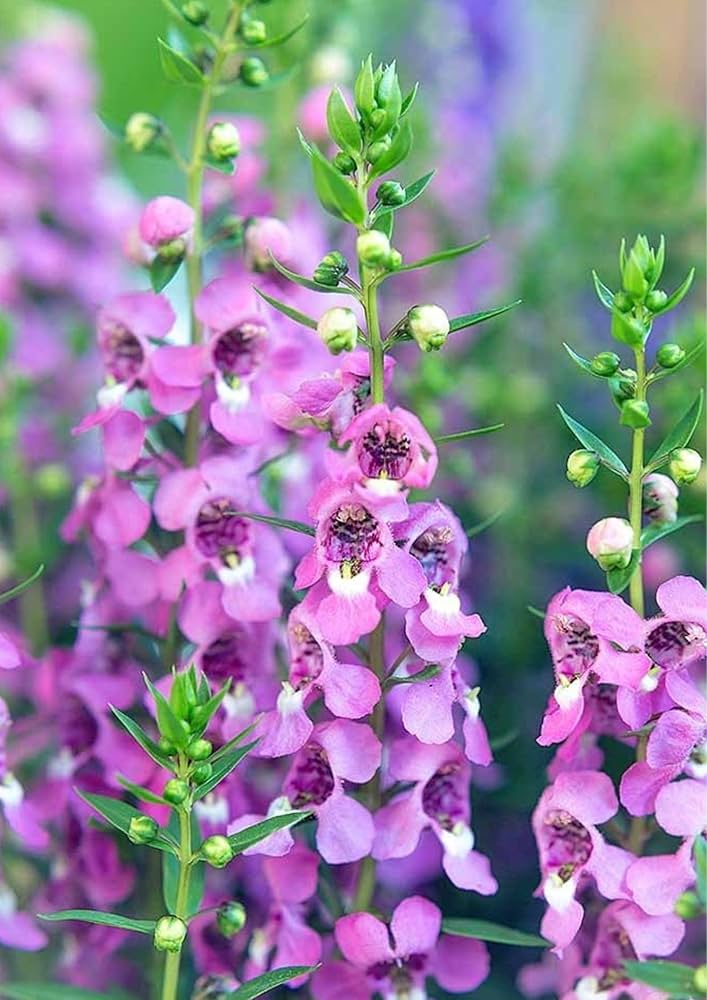 Angelonia Salicariifolia Humb Samen