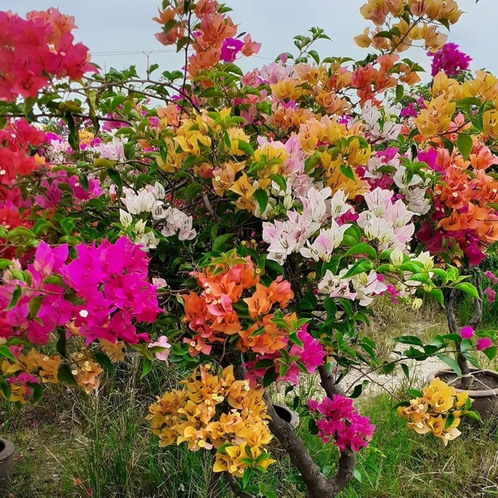 mehrfarbig Drillingsblume Blumensamen zur Aussaat robust Sorte Traditionssorte & ohne Gentechnik Samen Hausgarten