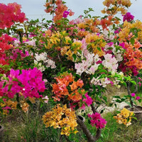mehrfarbig Drillingsblume Blumensamen zur Aussaat robust Sorte Traditionssorte & ohne Gentechnik Samen Hausgarten