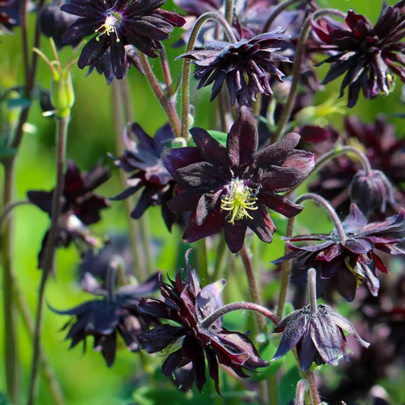 Barlow, semi di fiori da seminare, stagionale, fioritura prolungata, varietà tradizionale e senza OGM, semi per il giardino domestico