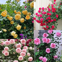 Gemischt Rose Balcony Blumensamen zur Aussaat saisonal Dauerblüher Traditionssorte & ohne Gentechnik Samen Hausgarten