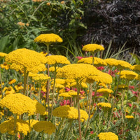 Yarrow Achillea millefolium Blumensamen zur Aussaat