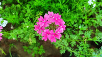Rosa Eisenkraut Blumensamen zur Aussaat – Traditionssorte ohne Gentechnik biologisch Garten Samen Keimung Schnitt Blume beliebt