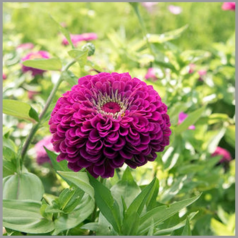 Amethyst Blumensamen – Lila Blumen Garten Decor (4G / 2100 Pcs)