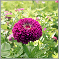 Amethyst Blumensamen – Lila Blumen Garten Decor (4G / 2100 Pcs)